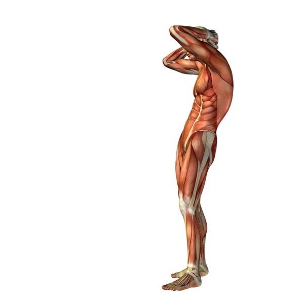 인간 남자 근육 — 스톡 사진