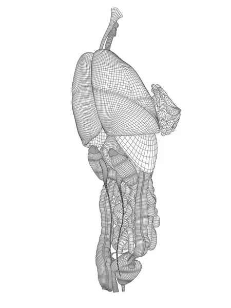 Menschliches Verdauungssystem — Stockfoto