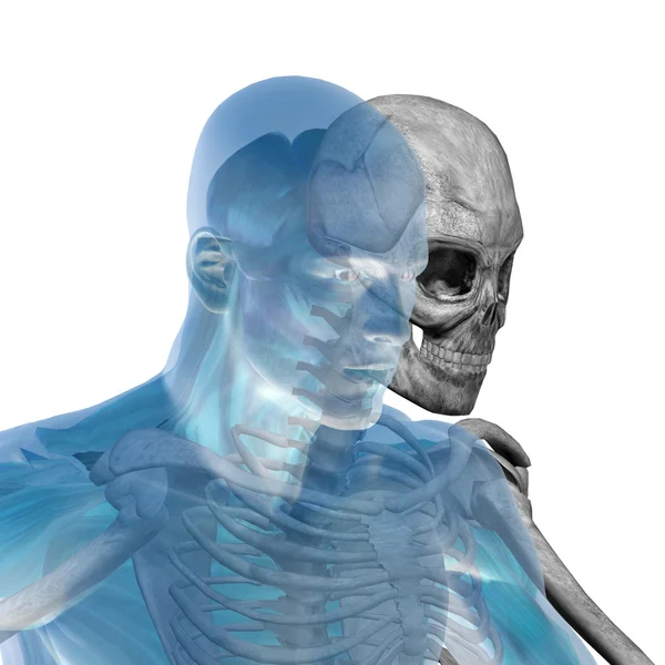 Koncepcyjne anatomia z kości — Zdjęcie stockowe