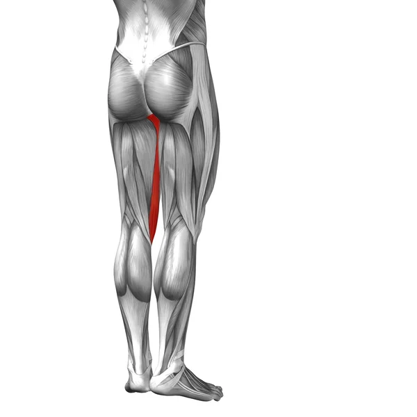 概念的大腿解剖 — 图库照片