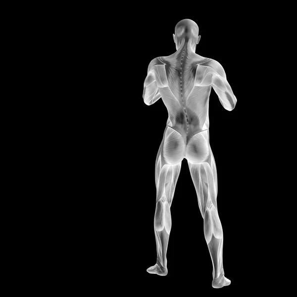 Человек с мышцами для анатомических конструкций . — стоковое фото