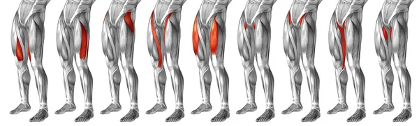  insan üst bacaklar anatomisi