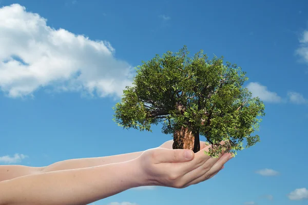 Manos sosteniendo el árbol — Foto de Stock