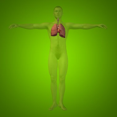 insan solunum sistemi