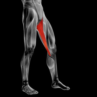 insan üst bacaklar anatomisi 