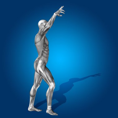 stong insan vücudu kaslı