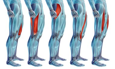  insan üst bacaklar anatomisi