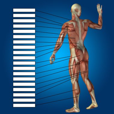 kavramsal insan anatomisi