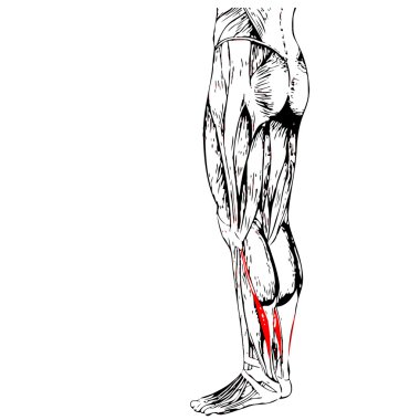  bacaklar anatomi ve kaslar