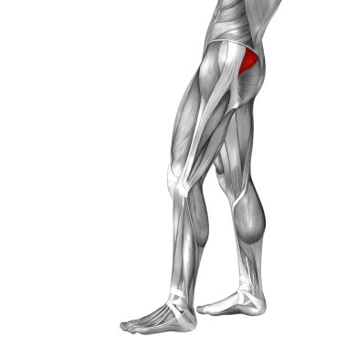 kavramsal üst bacaklar anatomisi 