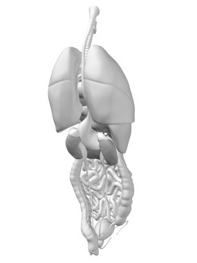 İç göğüs organları 