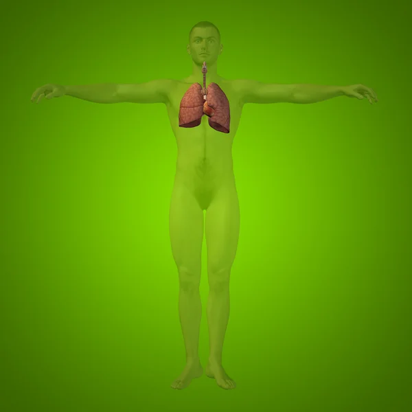 Układ oddechowy człowieka — Zdjęcie stockowe