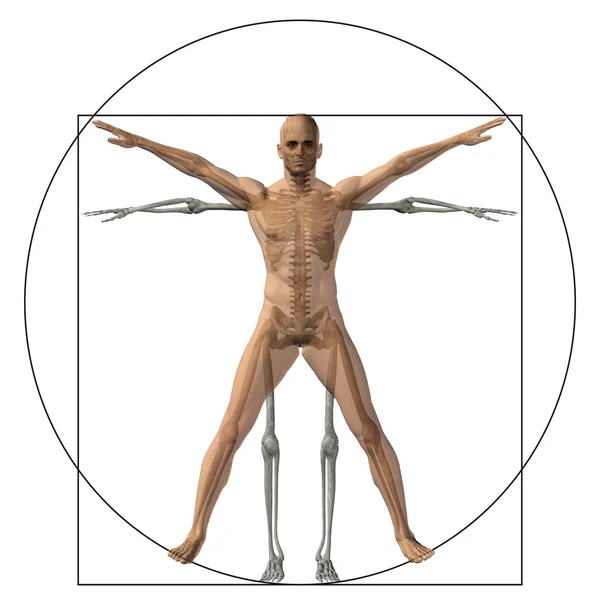 Proportion anatomy body — Stock Photo, Image