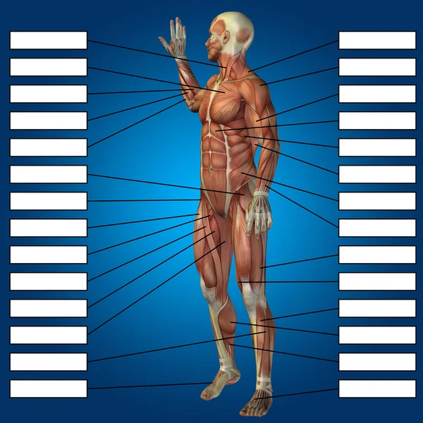 Koncepcyjne anatomia człowieka — Zdjęcie stockowe