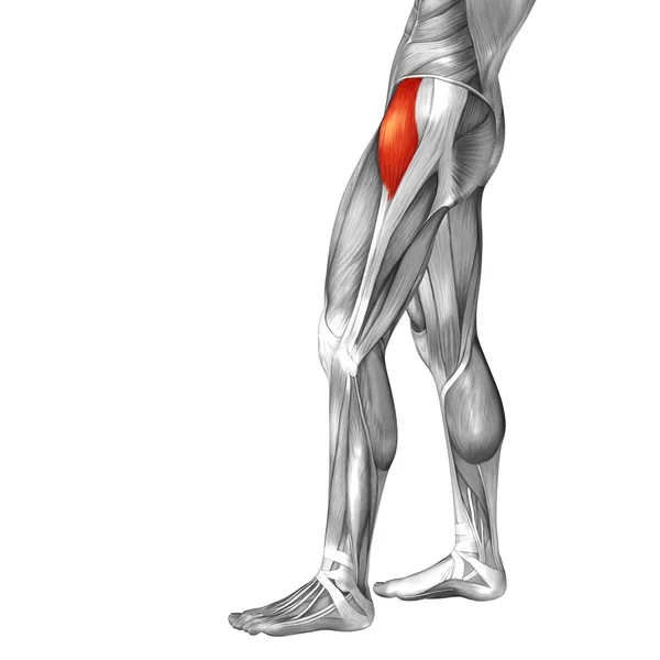 Концептуальна анатомія верхніх ніг — стокове фото