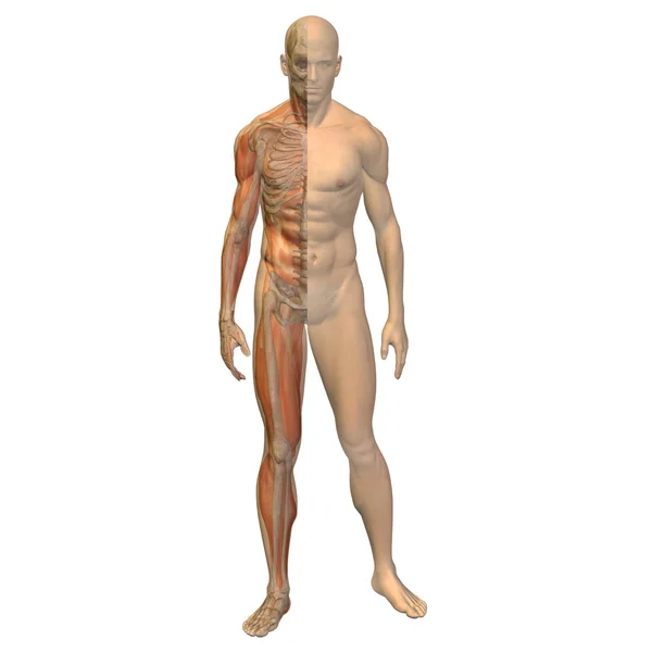 Konzeptuelle Anatomie mit Knochen — Stockfoto