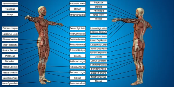 Anatomie des Menschen — Stockfoto