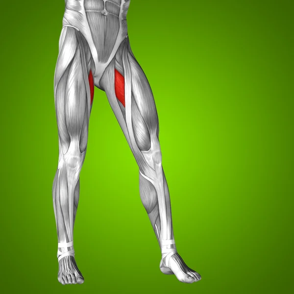 大腿解剖 — 图库照片