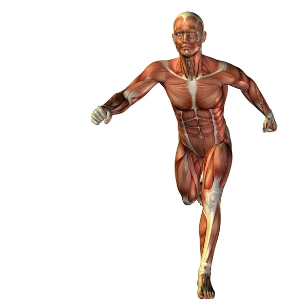 Menselijke man met spieren — Stockfoto