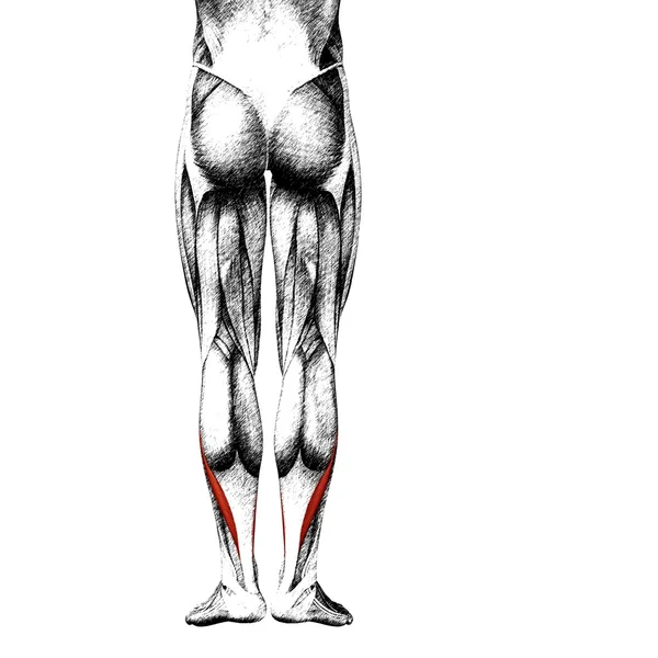 Anatomia delle gambe e muscoli — Foto Stock