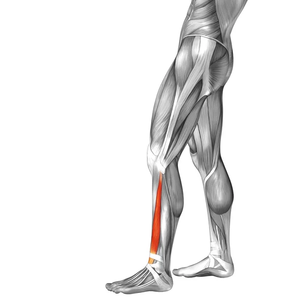 Dolna anatomia nogi i mięśnie — Zdjęcie stockowe