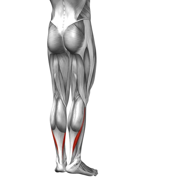 Lower leg anatomy  and muscles — Stock Photo, Image