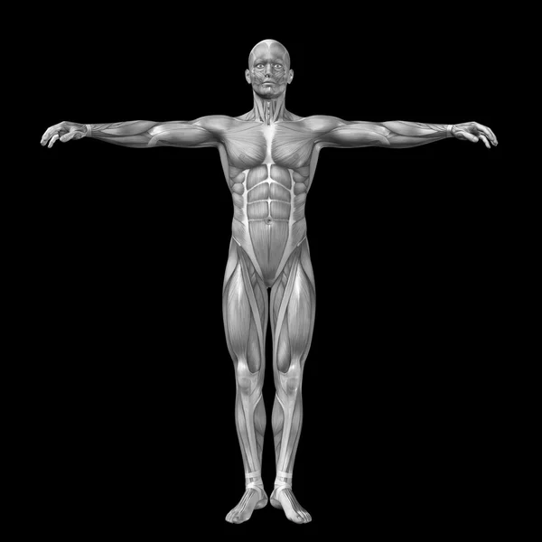 Mensch mit Muskeln für anatomische Designs. — Stockfoto