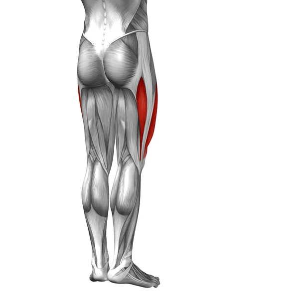 Konceptuální horních končetin anatomie — Stock fotografie