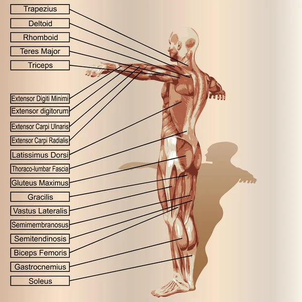 Anatomía con músculos y texto — Vector de stock