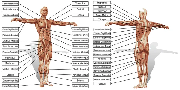 Anatomie svalů s textem — Stockový vektor