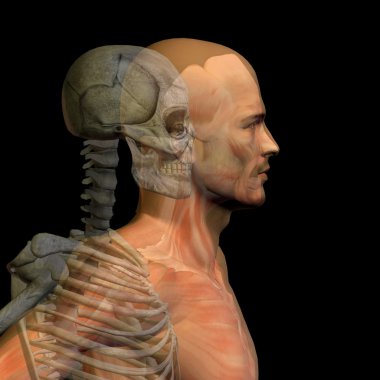  kemikler ile kavramsal anatomisi 