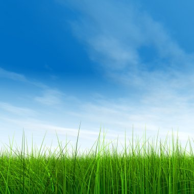  Taze ve doğal çim sahası