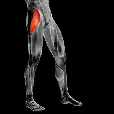 insan üst bacaklar anatomisi 