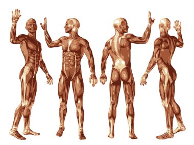 kavramsal insan anatomisi