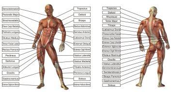 natomy ve kaslar metin 