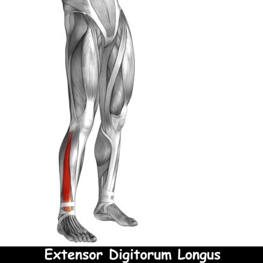alt bacaklar anatomisi 