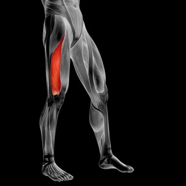 insan üst bacaklar anatomisi 