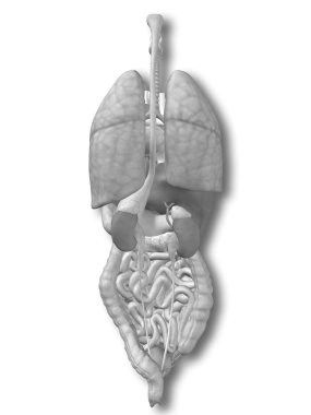 İç göğüs organları 