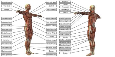 natomy ve kaslar metin 