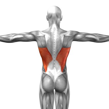 Geri insan anatomisi