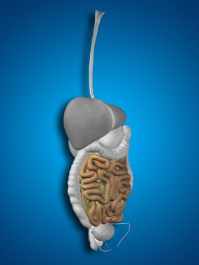 İnsan sindirim sistemi 