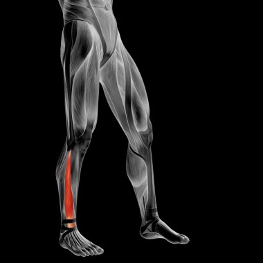 kavramsal insan alt bacaklar