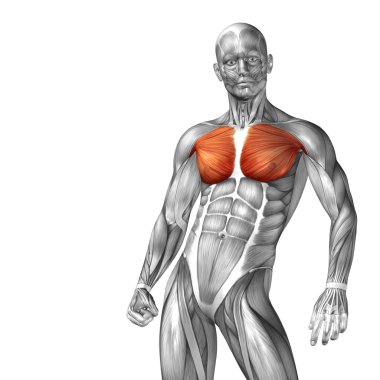 Göğüs insan anatomisi 