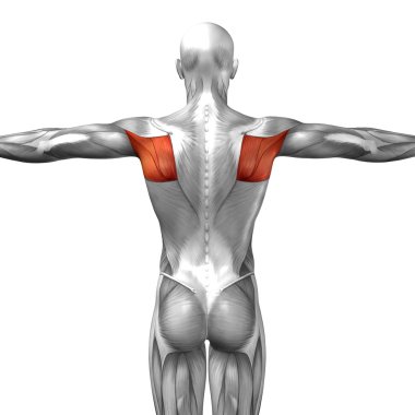 Geri insan anatomisi