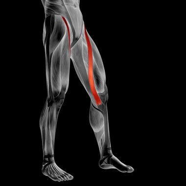 insan üst bacaklar anatomisi 