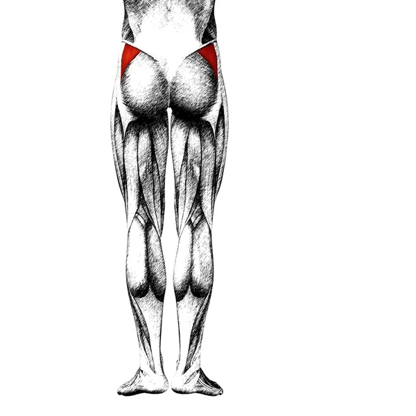 Menselijke bovenbenen — Stockfoto