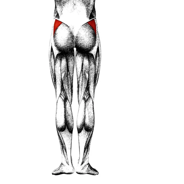 인간의 위 다리 — 스톡 사진