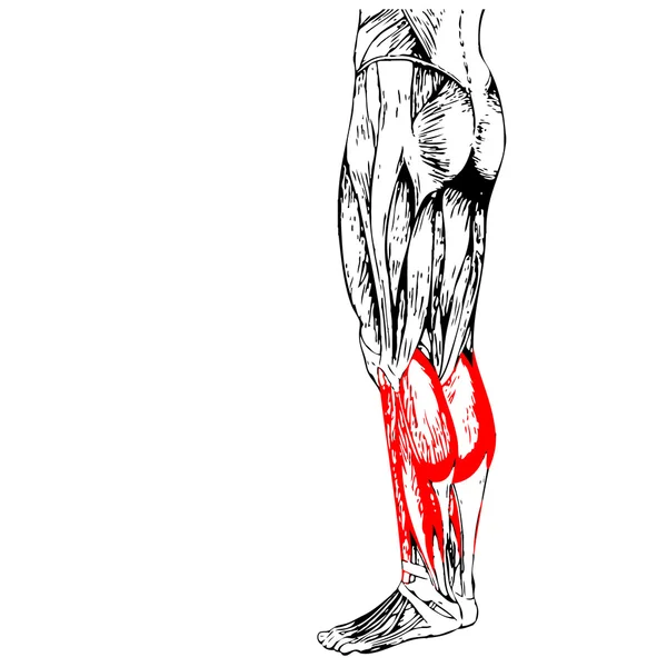 Anatomia nogi i mięśnie — Zdjęcie stockowe