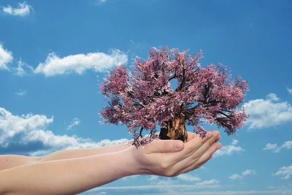 Manos sosteniendo el árbol — Foto de Stock