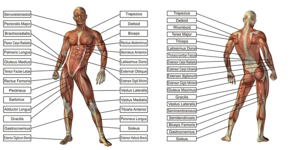 Natomy dan otot teks — Stok Foto